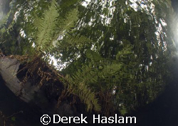 Bracken. Vivian quarry. North Wales. D200, 10.5mm. by Derek Haslam 
